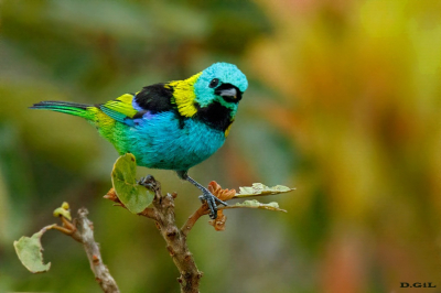 SAÌRA SETE CORES (Tangara seledon)